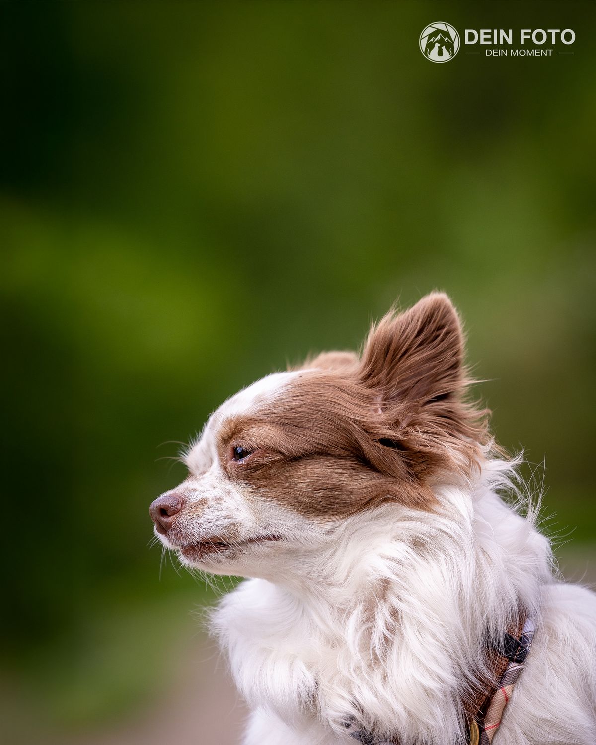 Chihuahua - portrait Fotografie