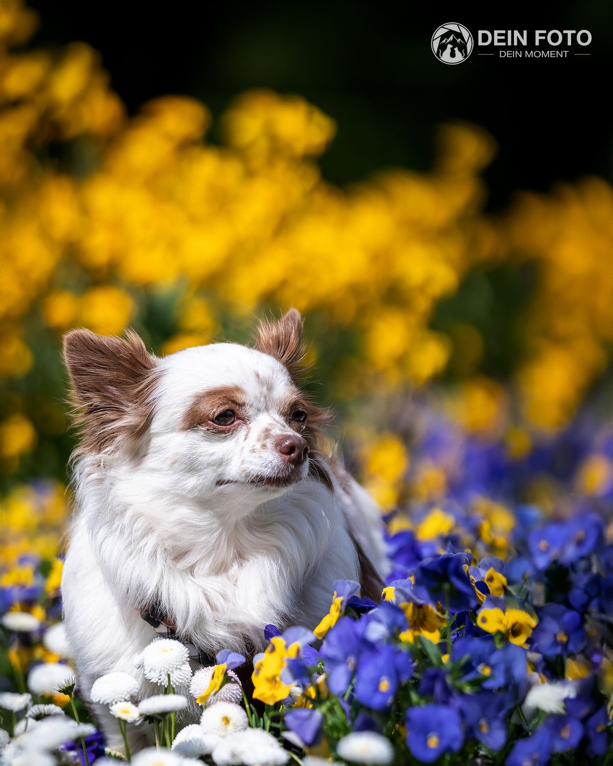 Chihuahua - outdoor Fotografie