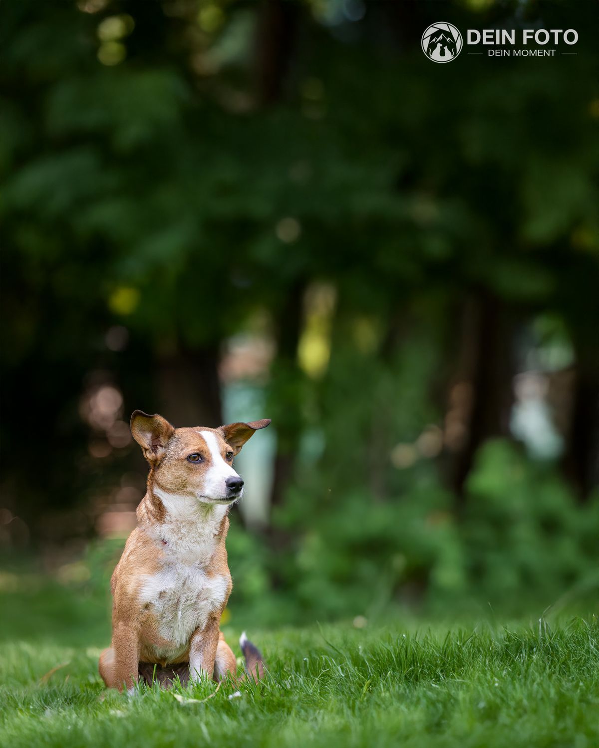 Corgi-Mix - outdoor Fotografie