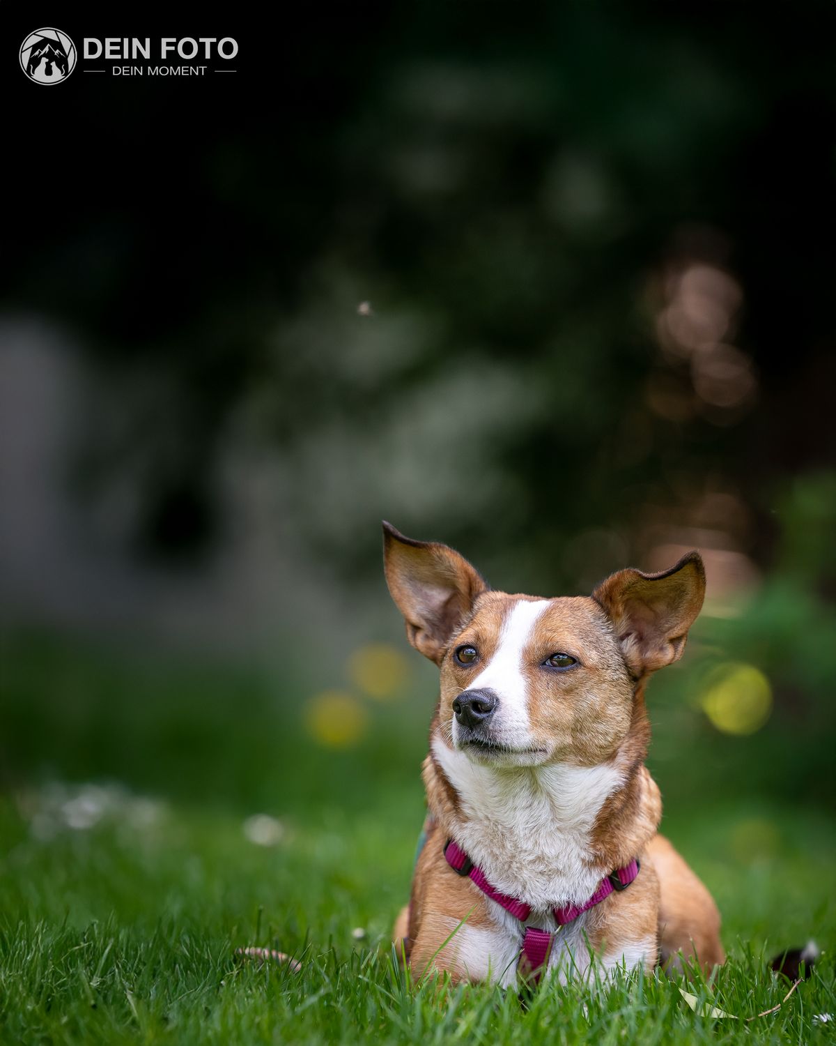 Corgi-Mix - portrait Fotografie