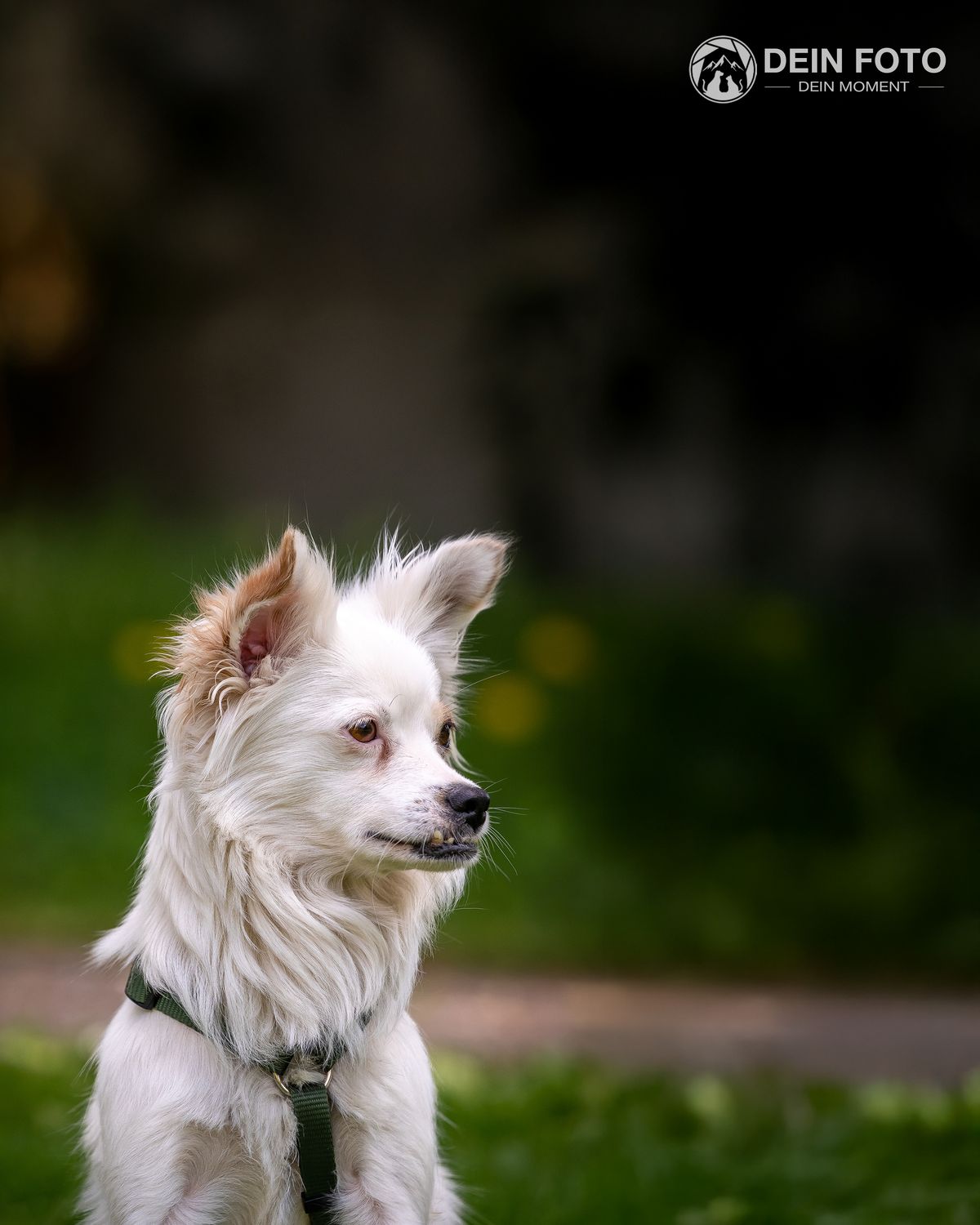Mixed-Breed - portrait Fotografie