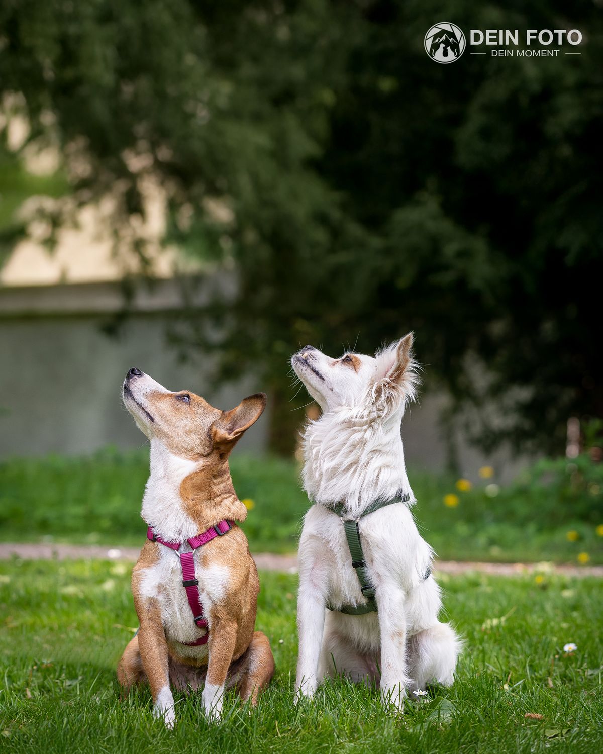 Chihuahua - outdoor Fotografie