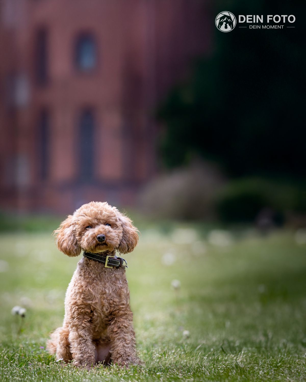 Mixed-Breed - outdoor Fotografie