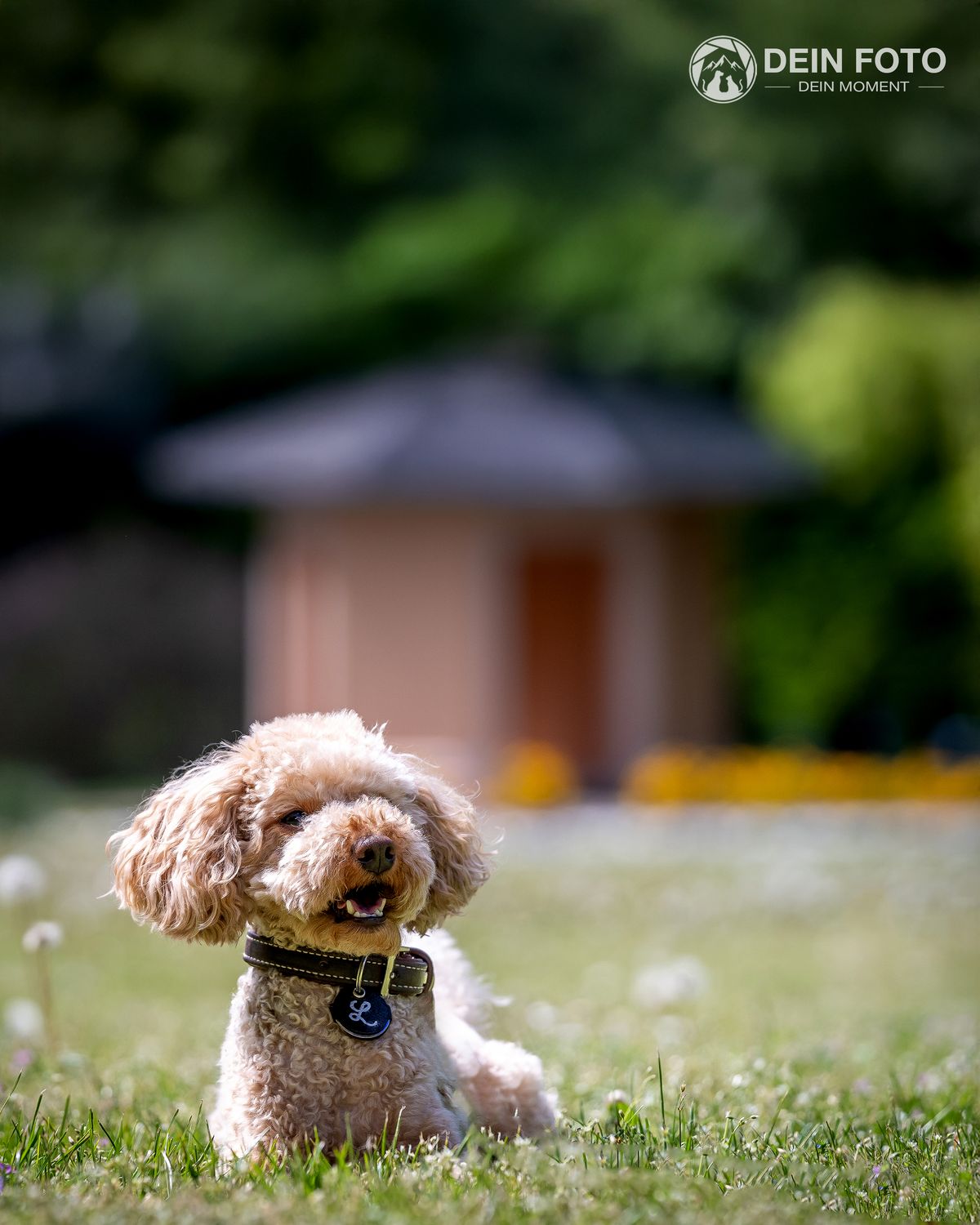 Mixed-Breed - portrait Fotografie