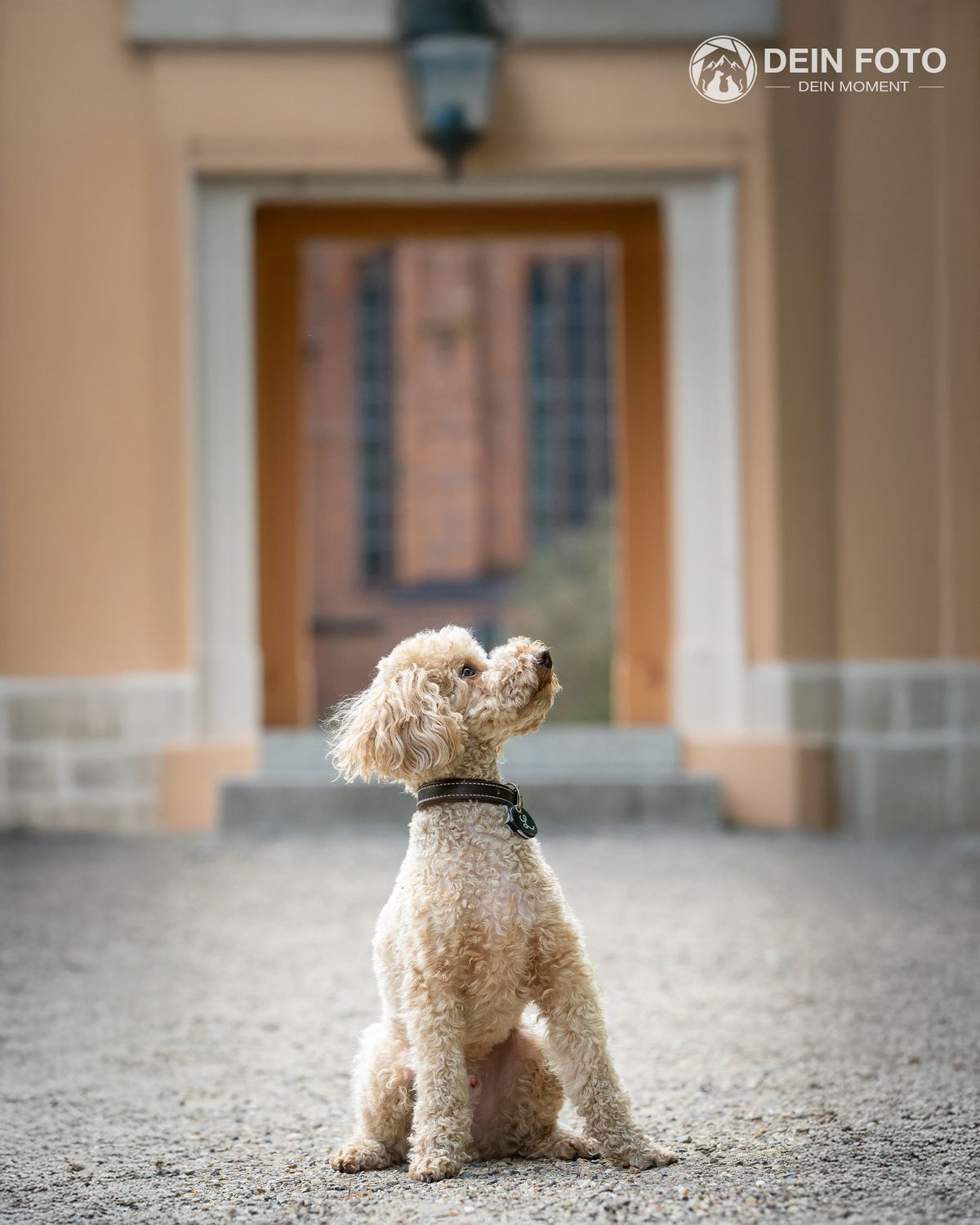 Mixed-Breed - outdoor Fotografie