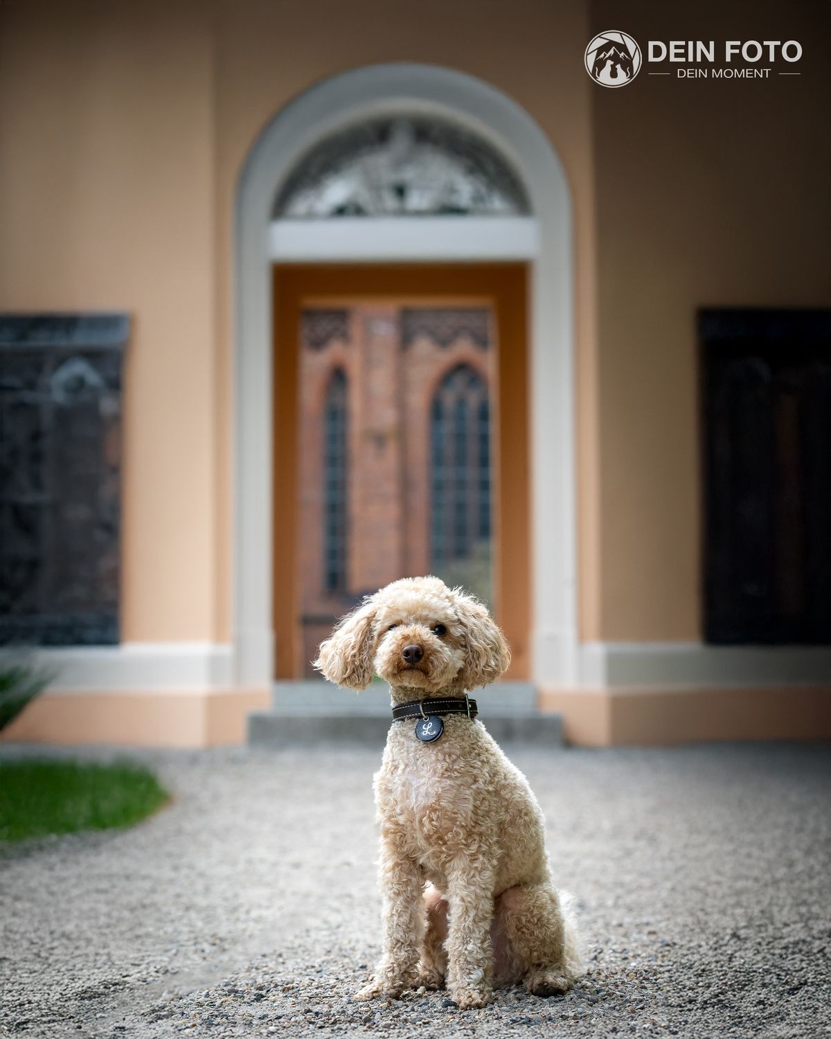 Mixed-Breed - portrait Fotografie
