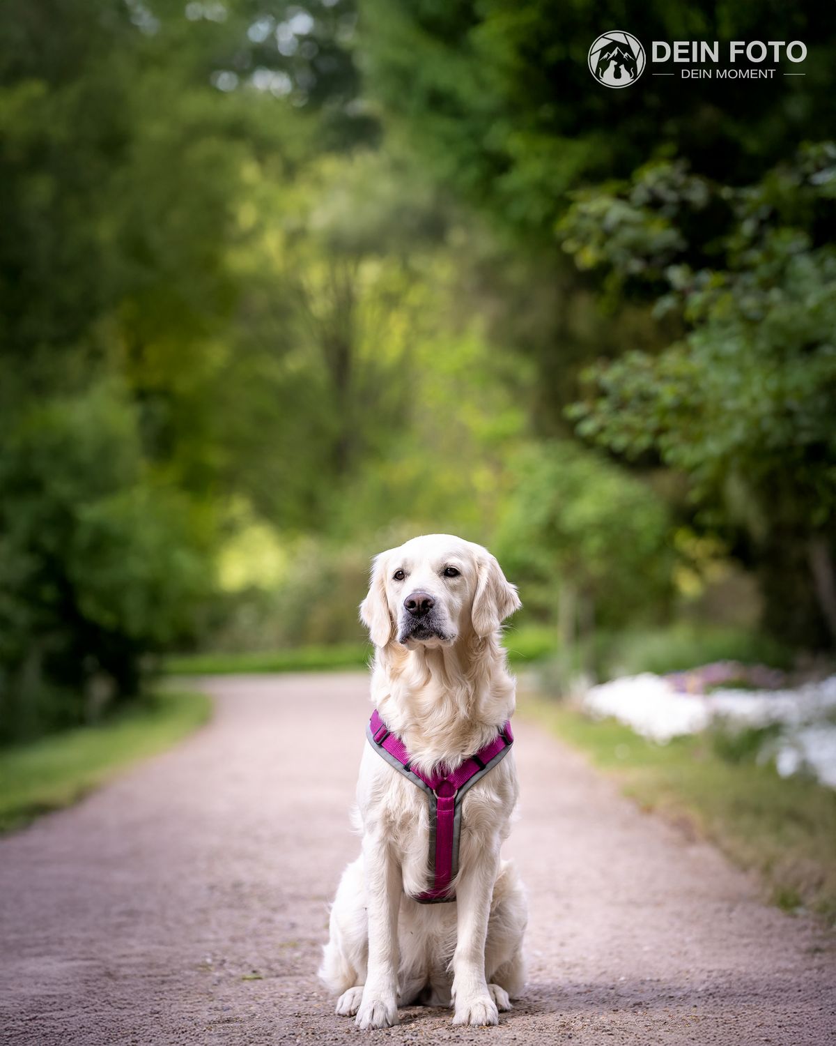 Golden-Retriever - outdoor Fotografie