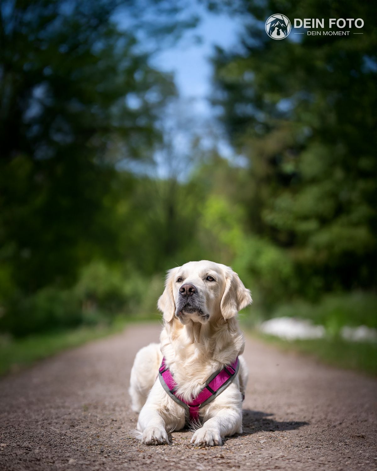 Golden-Retriever - outdoor Fotografie