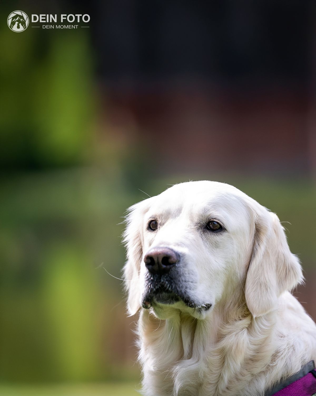 Golden-Retriever - portrait Fotografie