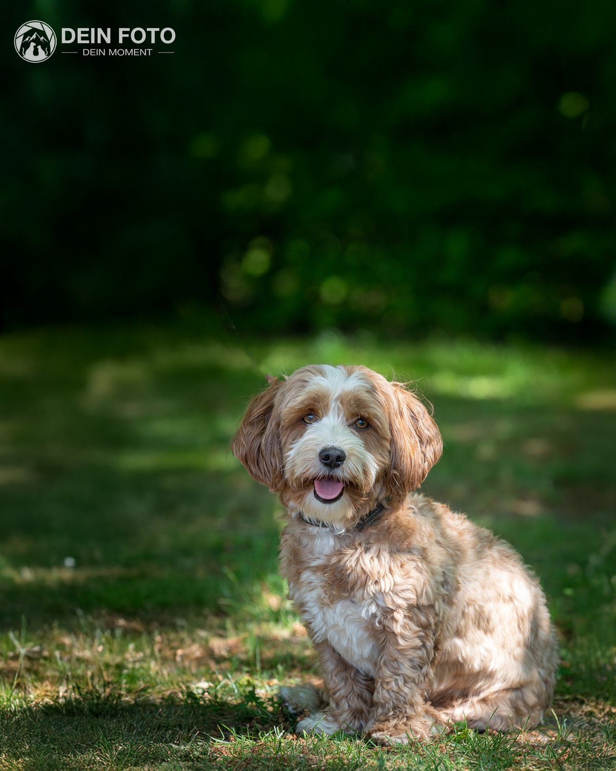Cavapoo - portrait Fotografie