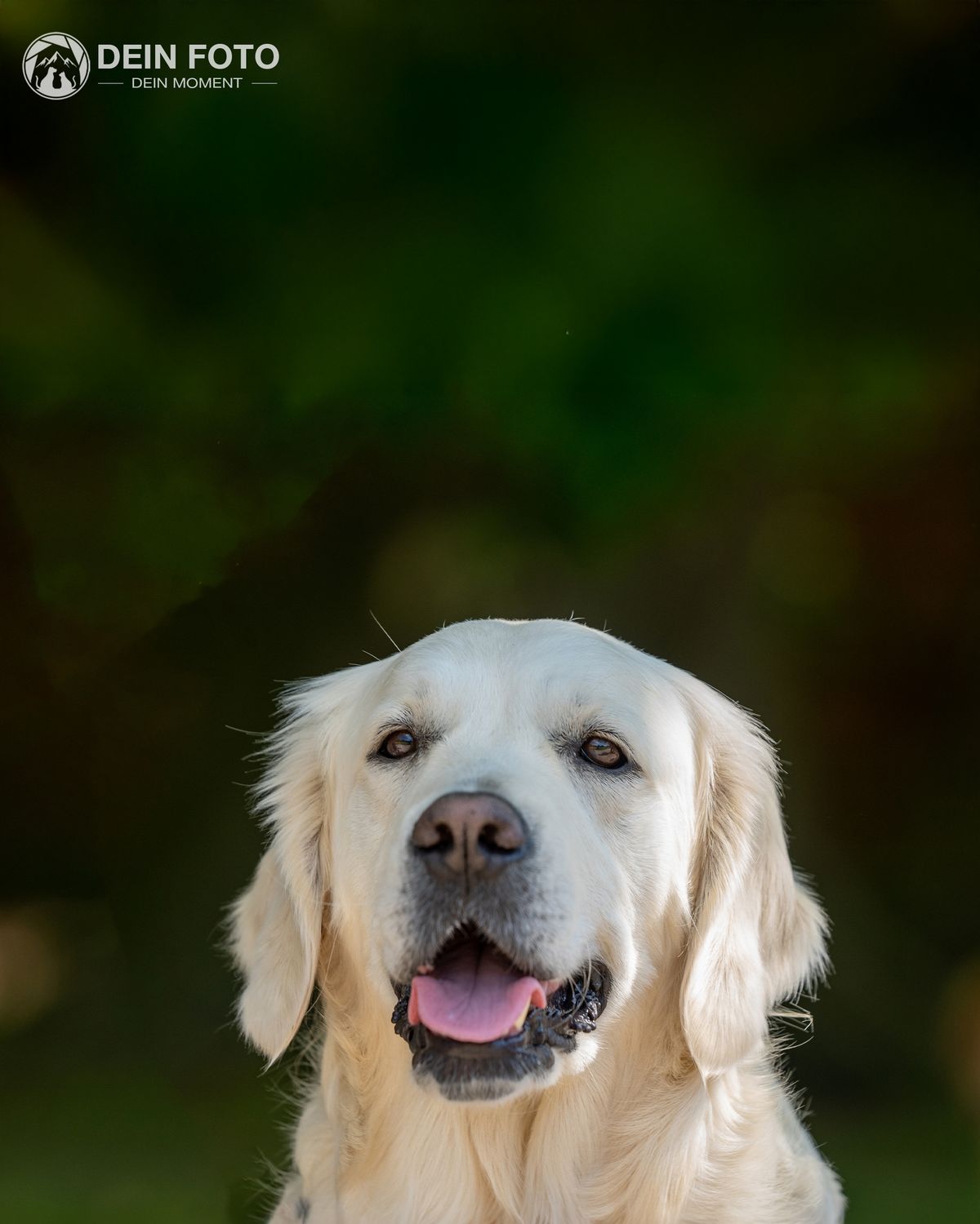 Golden-Retriever - close-ups Fotografie