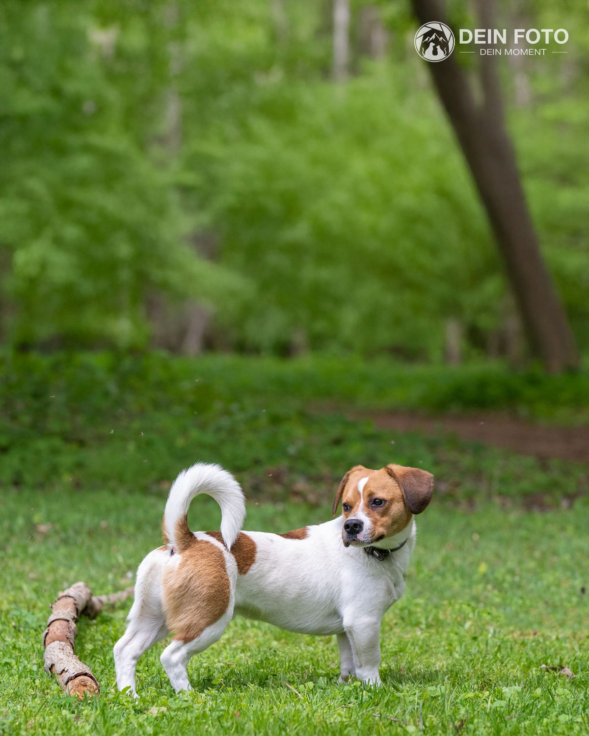 Jack-Russell-Terrier - outdoor Fotografie