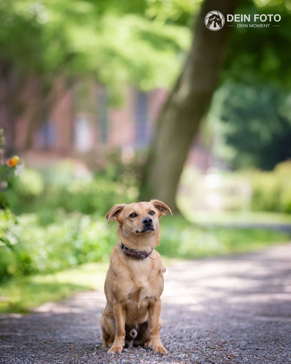 AmStaff-Mix - outdoor Fotografie