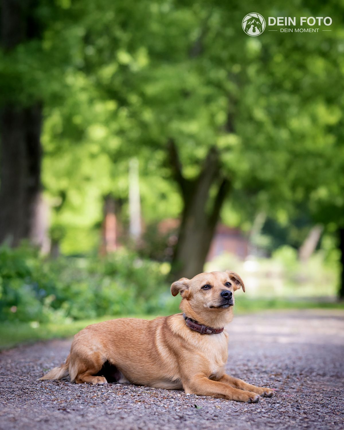 AmStaff-Mix - outdoor Fotografie