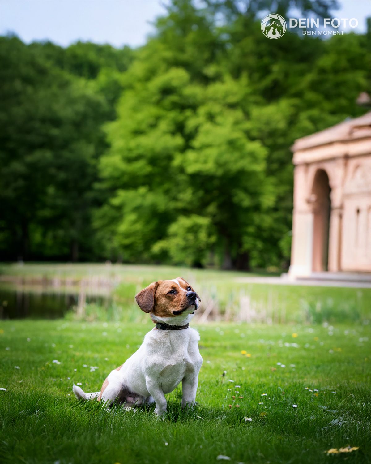 Jack-Russell-Terrier - outdoor Fotografie