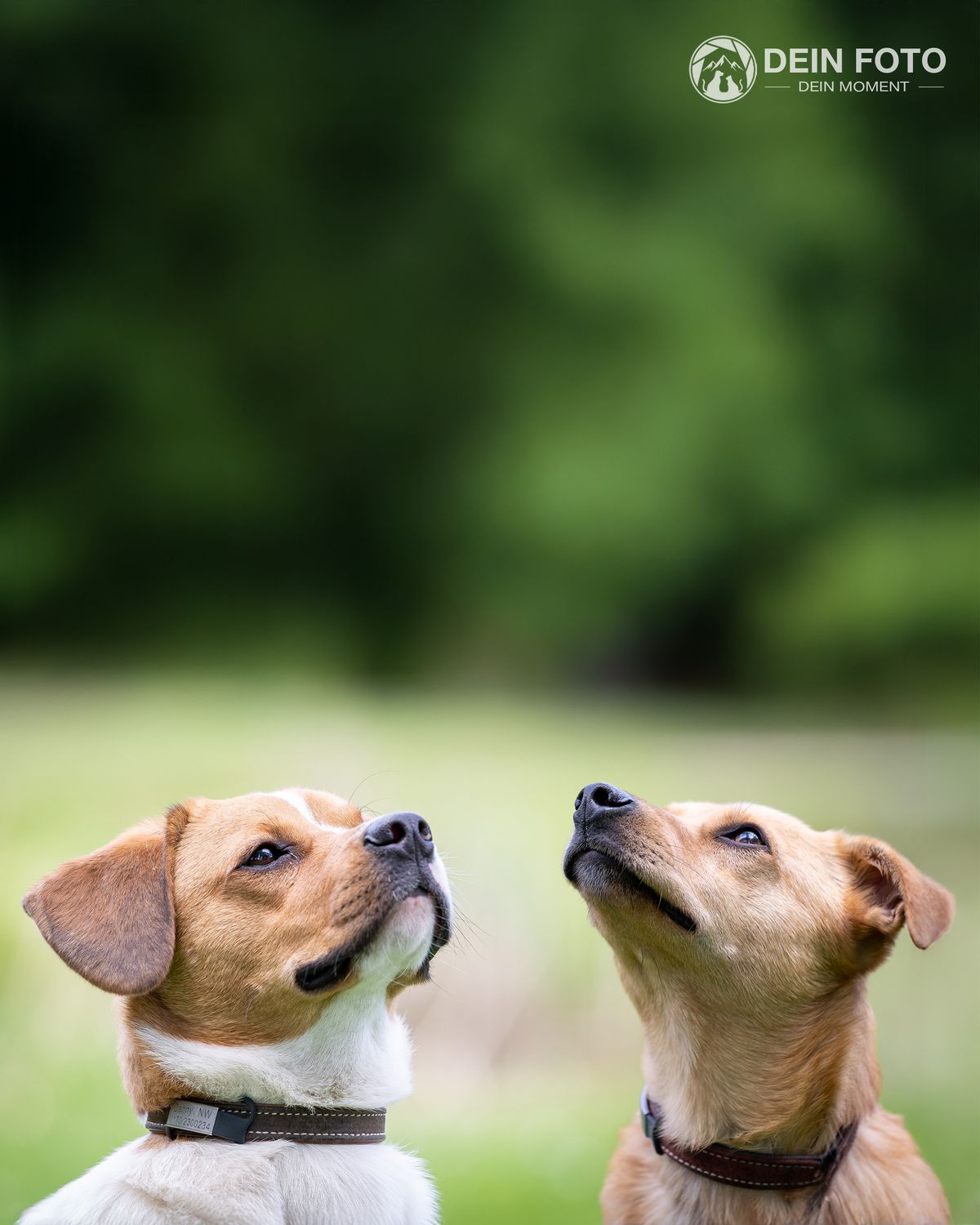 Jack-Russell-Terrier - portrait Fotografie