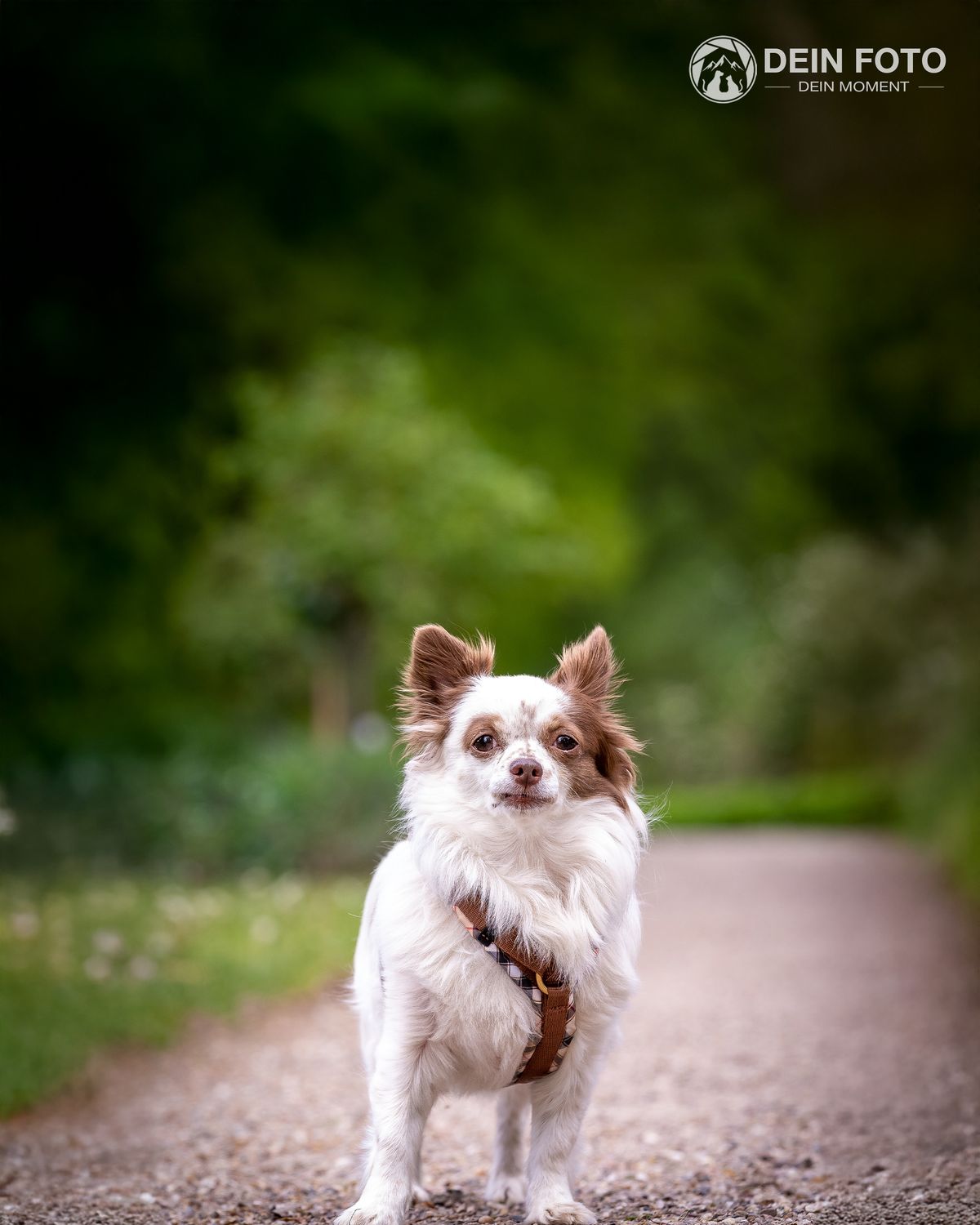 Chihuahua - outdoor Fotografie