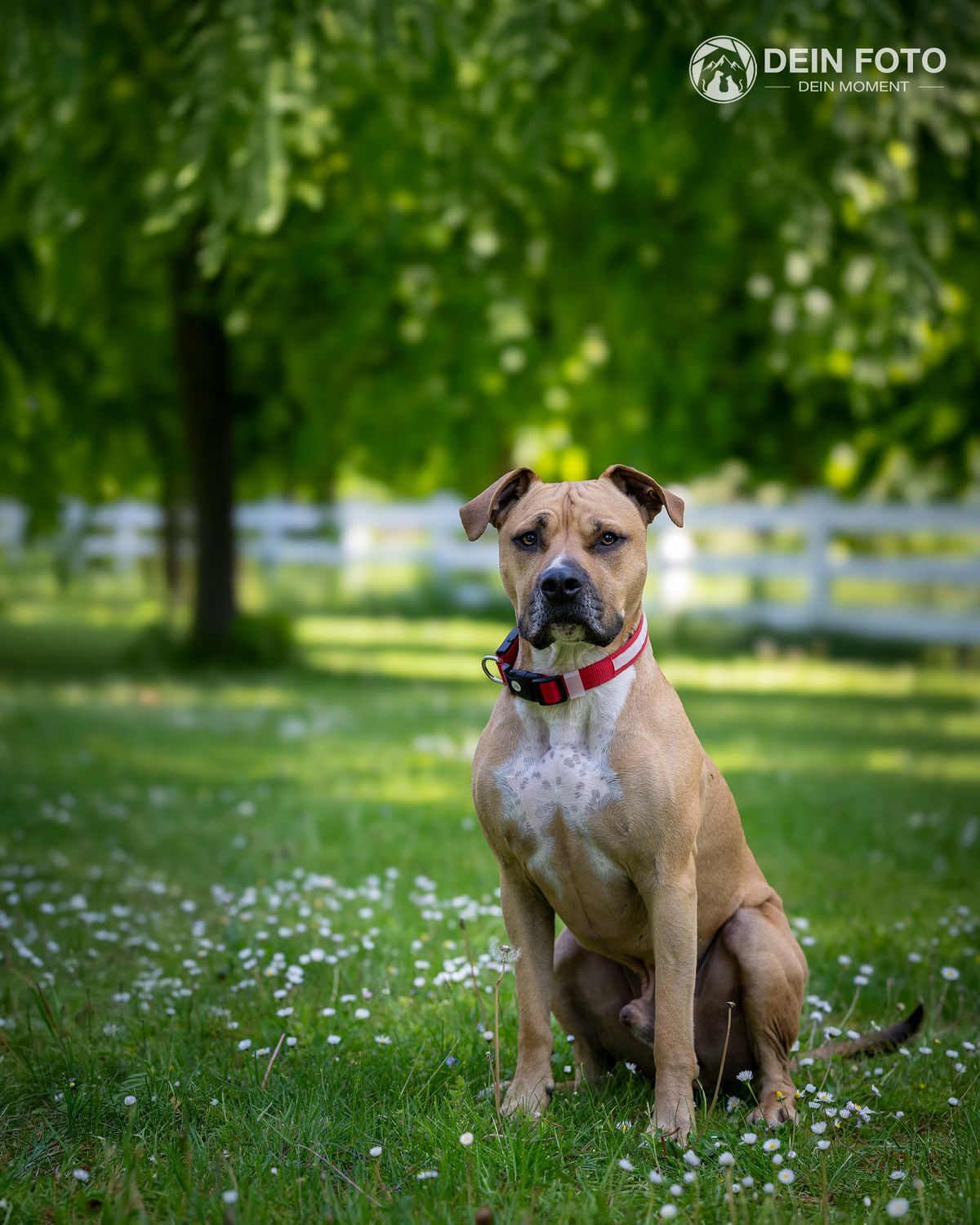 AmStaff-Mix - outdoor Fotografie