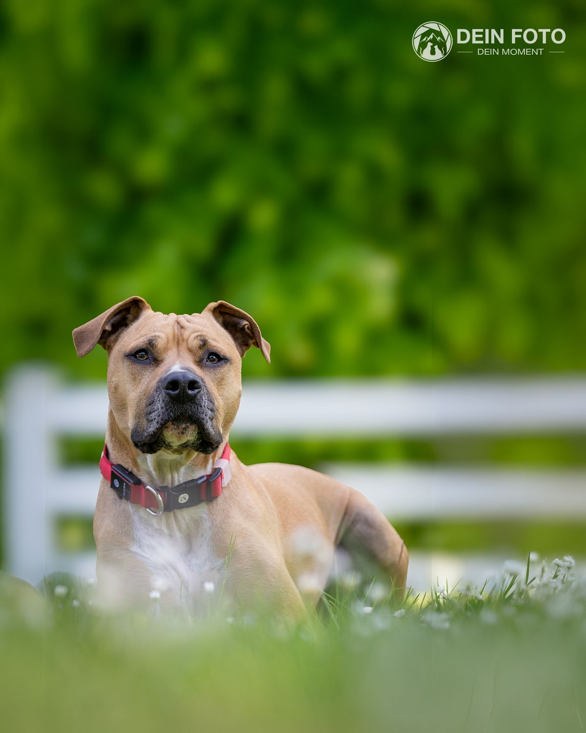 AmStaff-Mix - portrait Fotografie
