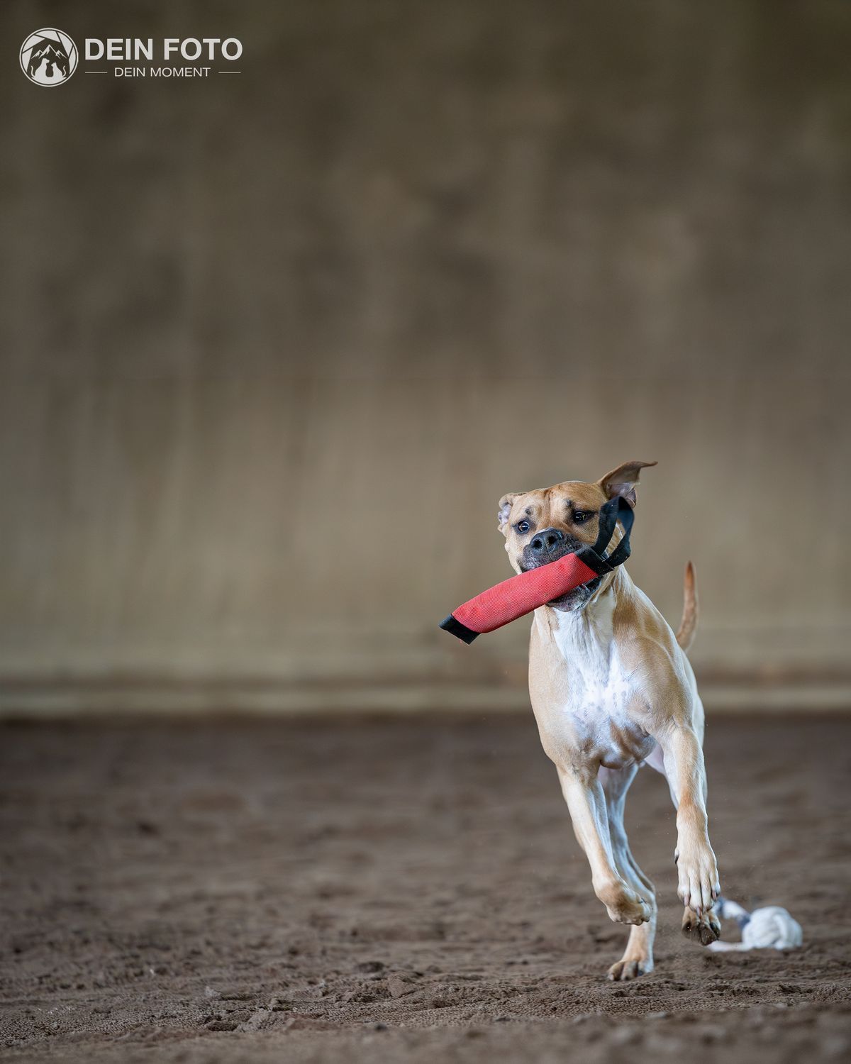 AmStaff-Mix - outdoor Fotografie