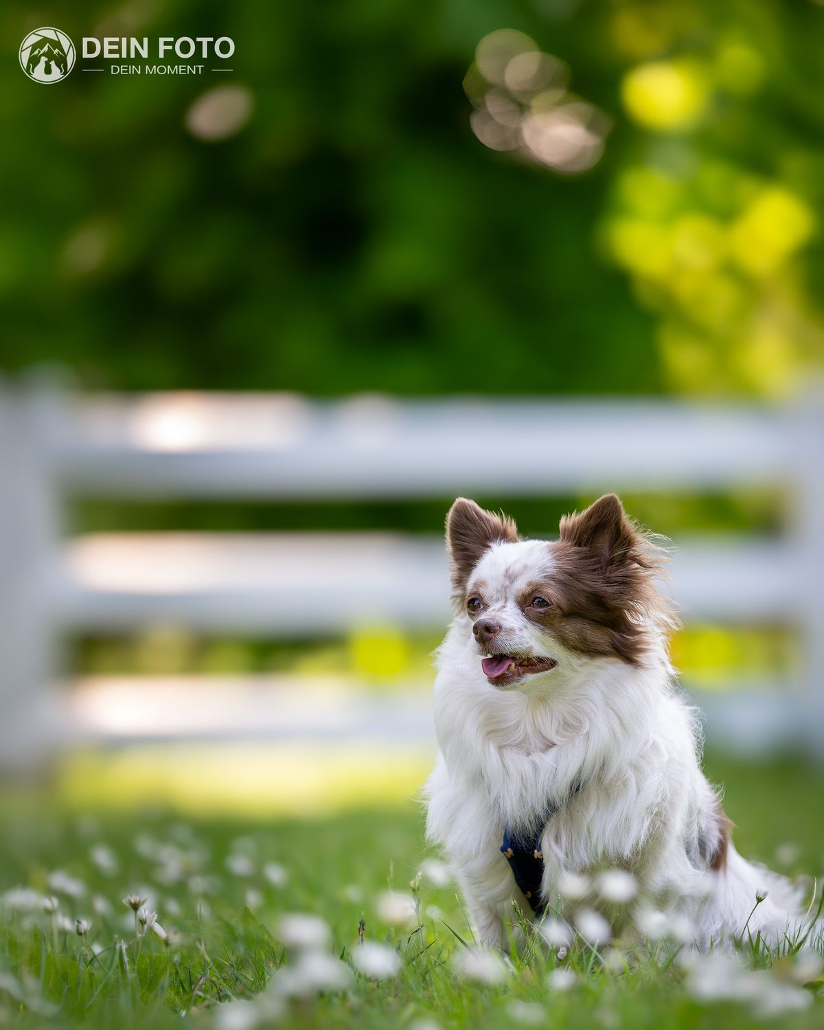 AmStaff-Mix - outdoor Fotografie