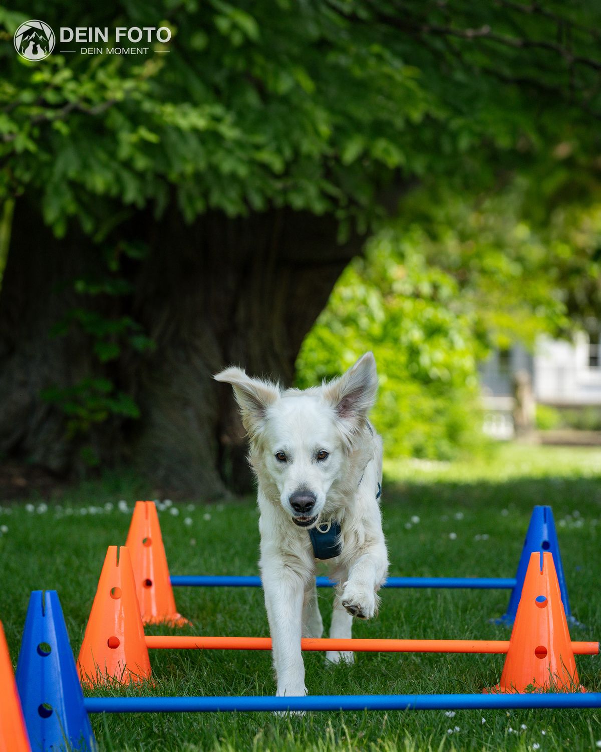 White-Shepherd-Mix - action Fotografie
