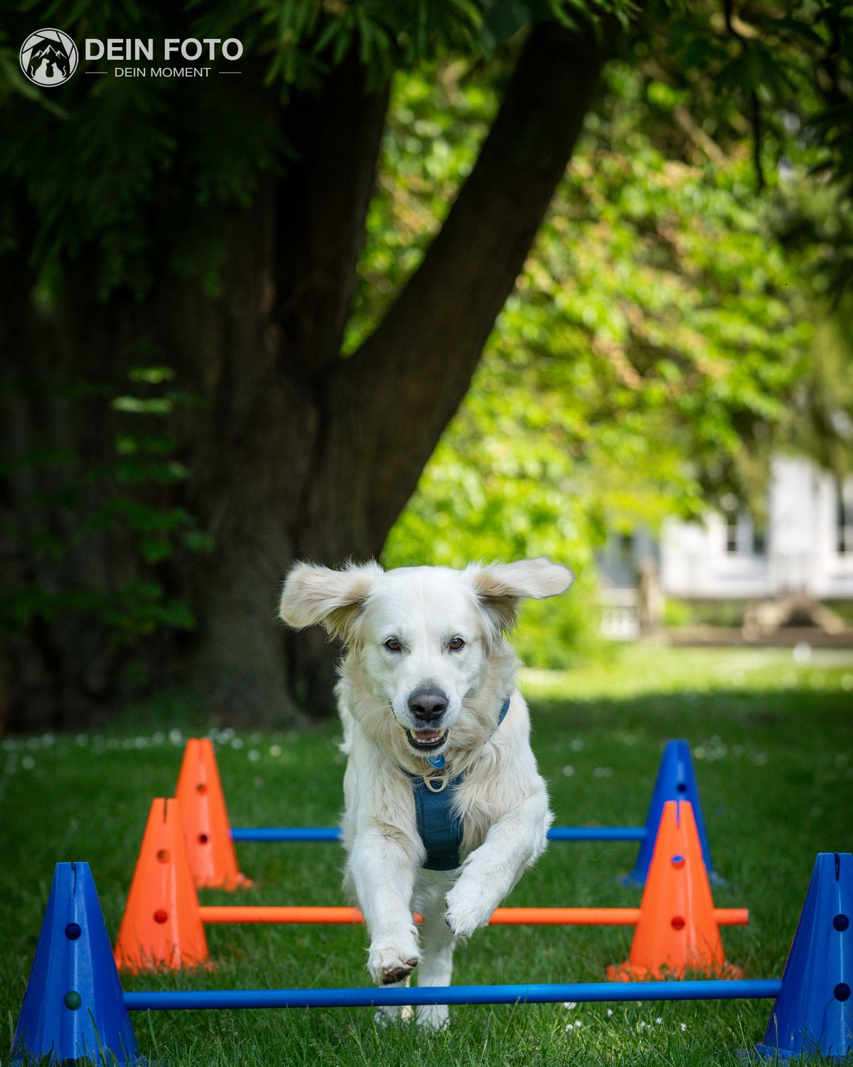 White-Shepherd-Mix - action Fotografie