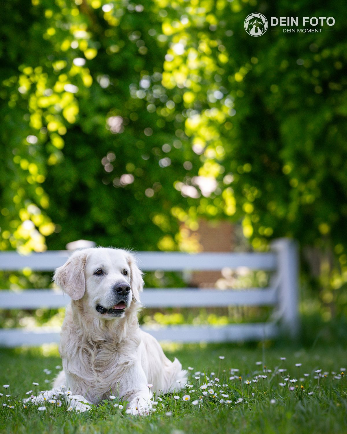 White-Shepherd-Mix - action Fotografie