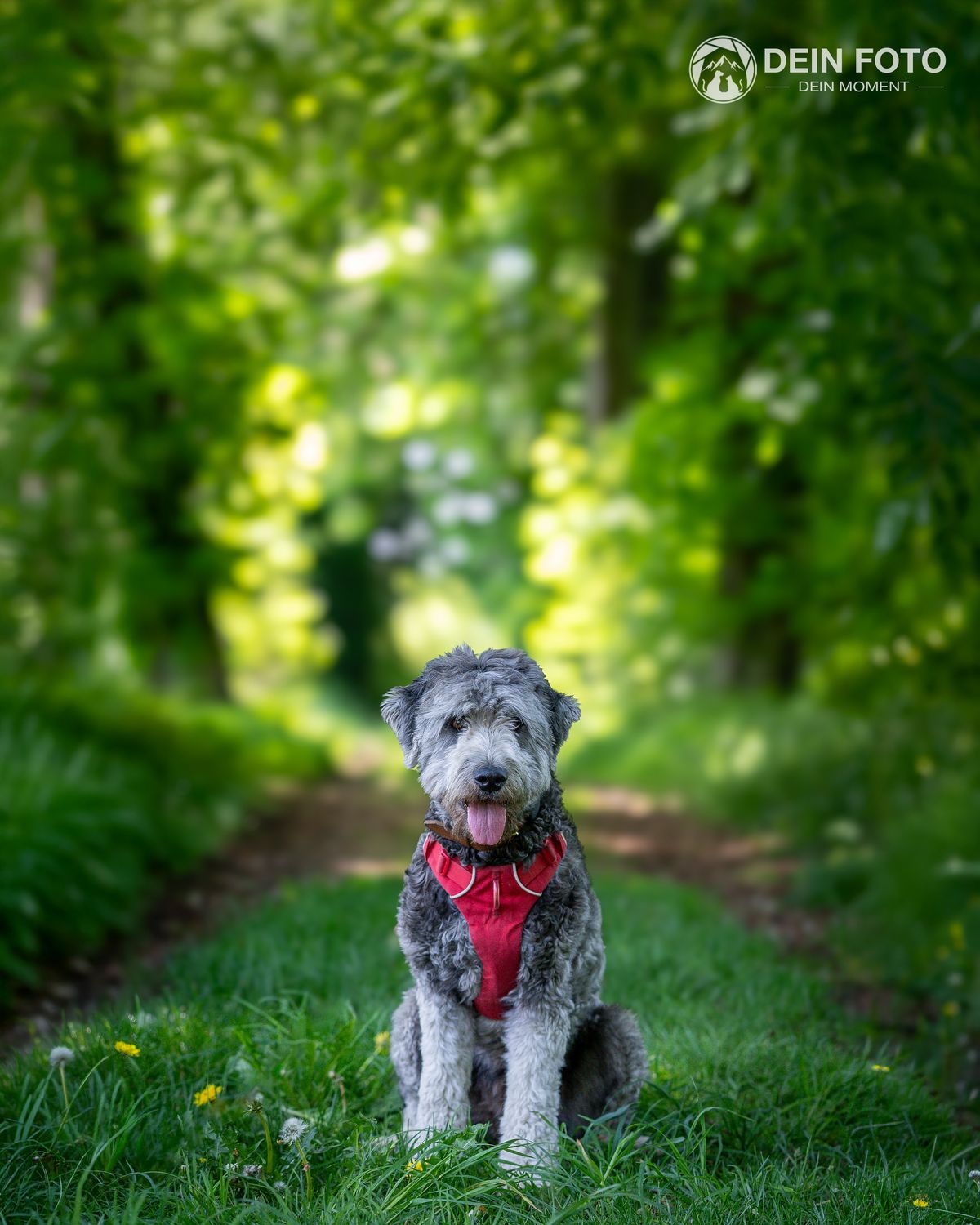 White-Shepherd-Mix - portrait Fotografie
