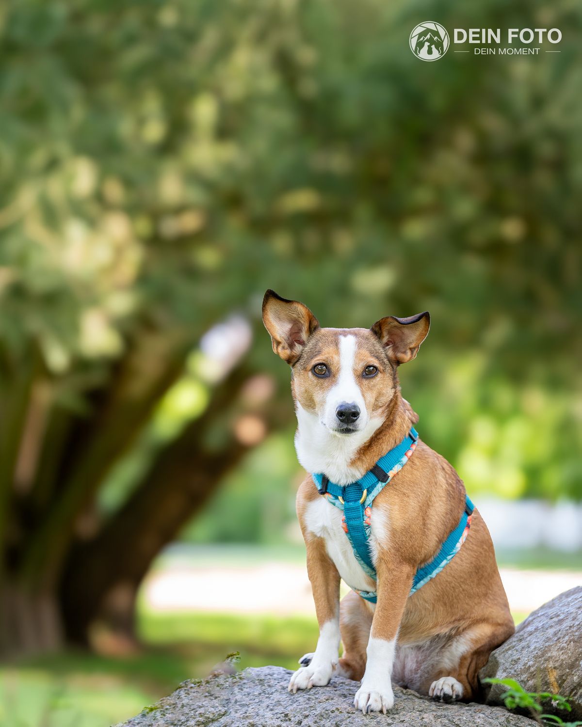 White-Shepherd-Mix - outdoor Fotografie
