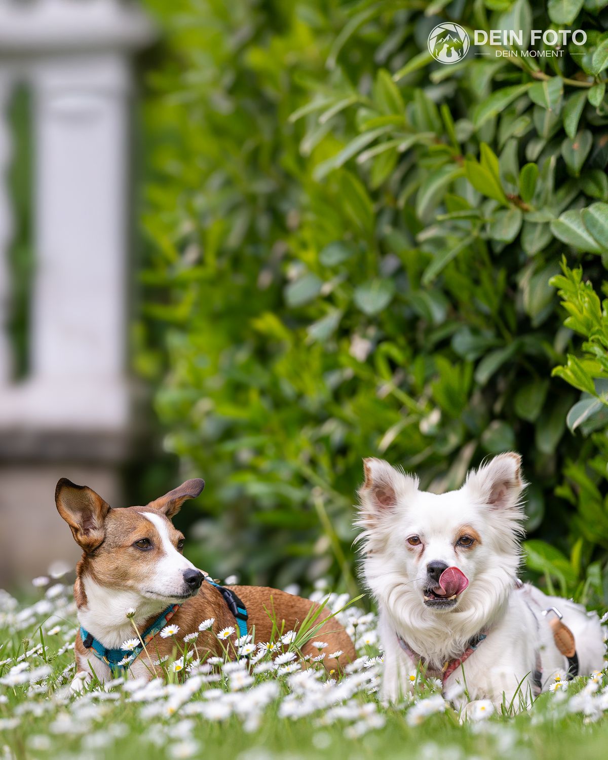 Australian-Shepherd-Mix - action Fotografie