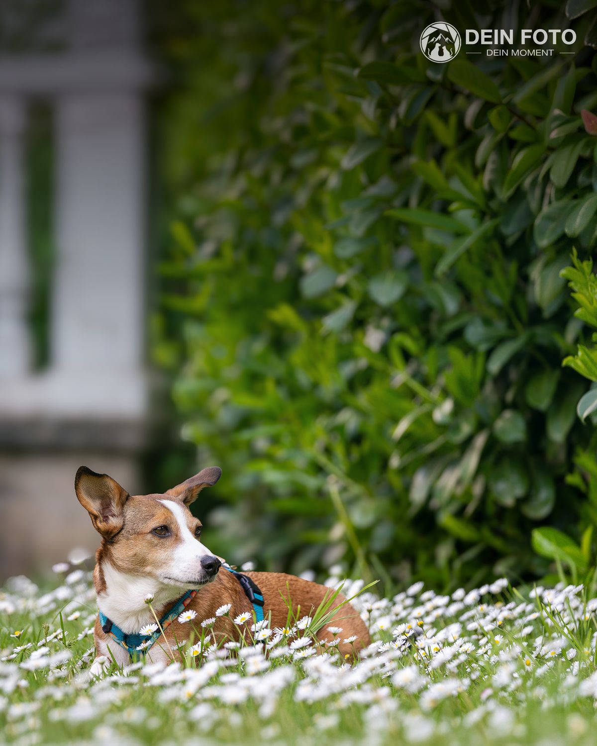 Australian-Shepherd-Mix - action Fotografie