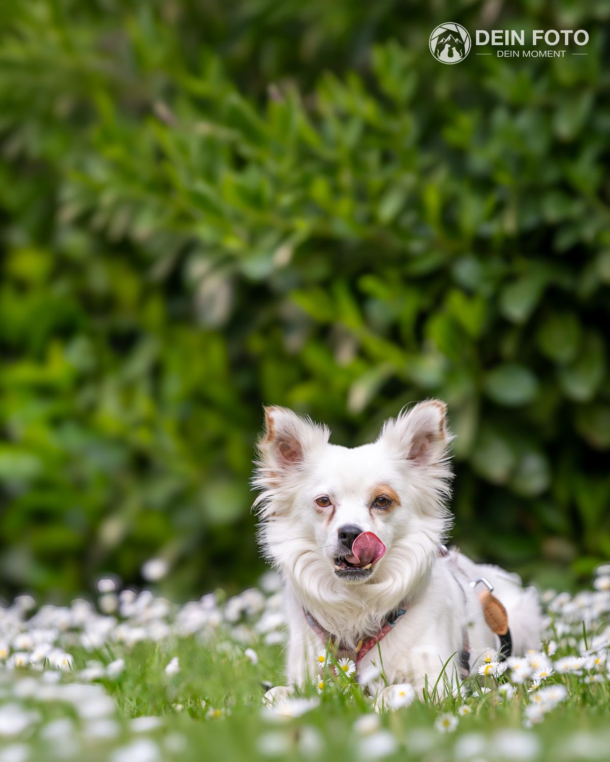 Australian-Shepherd-Mix - action Fotografie