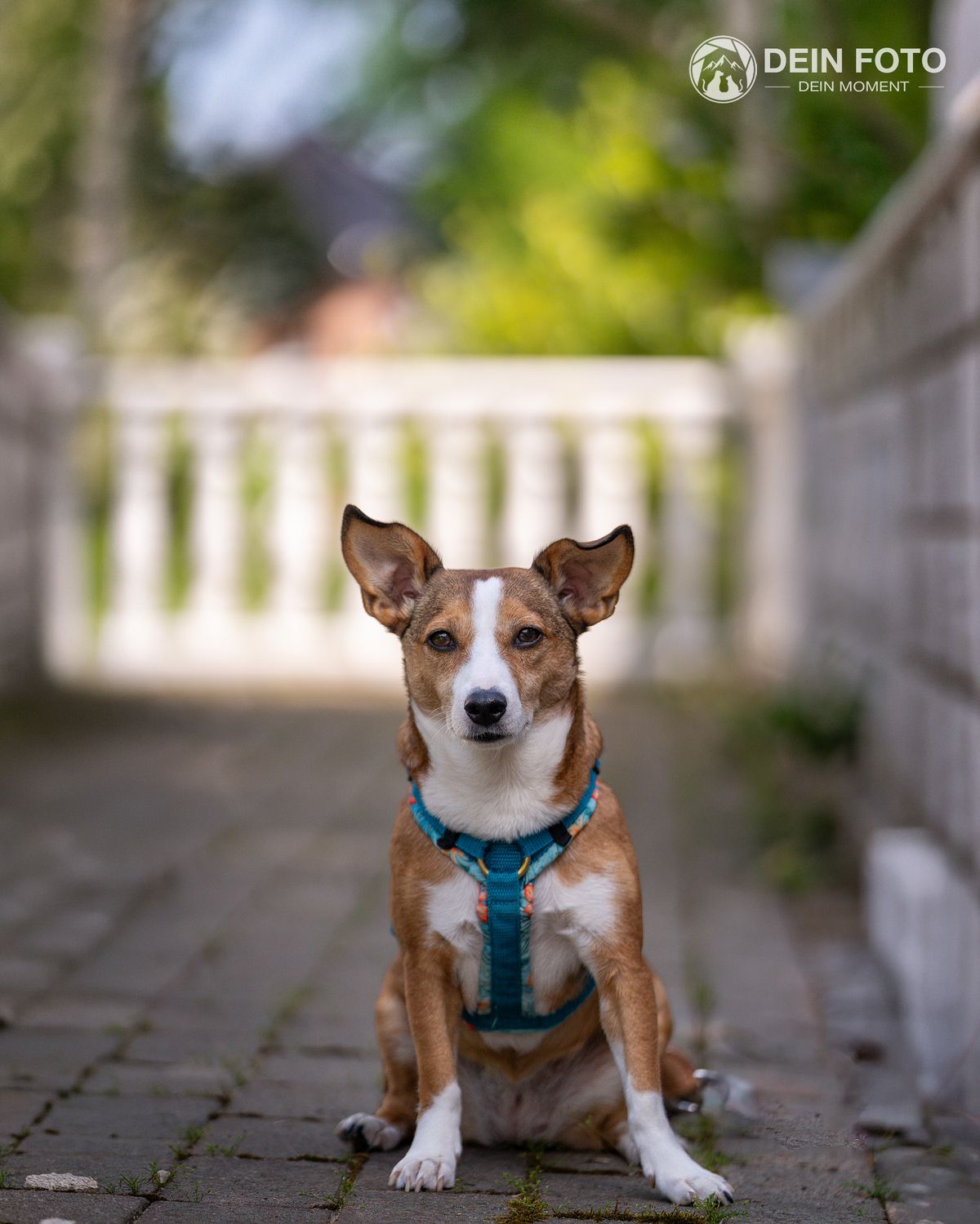 Australian-Shepherd-Mix - portrait Fotografie