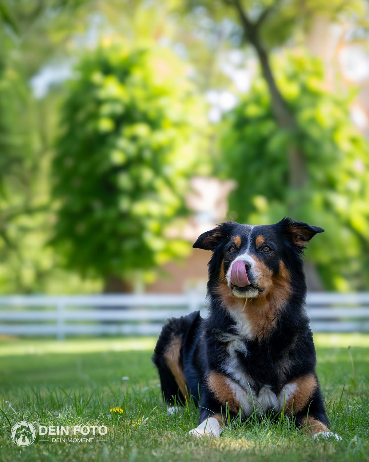 Australian-Shepherd-Mix - outdoor Fotografie