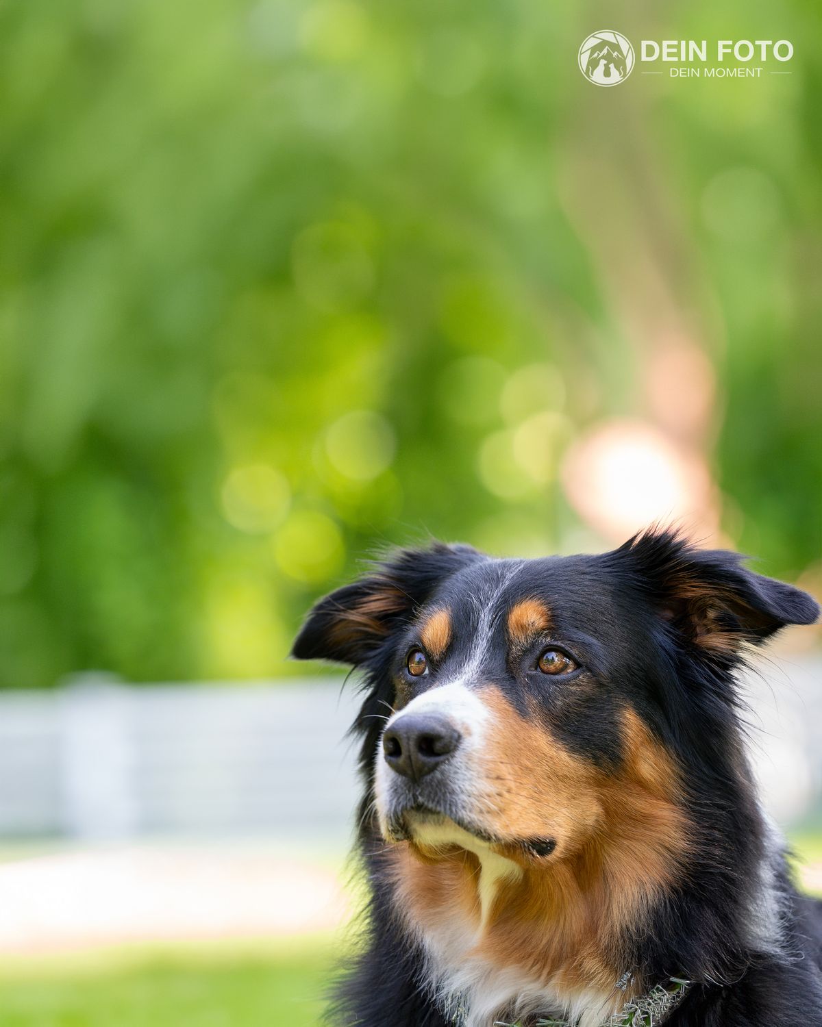 Australian-Shepherd-Mix - portrait Fotografie