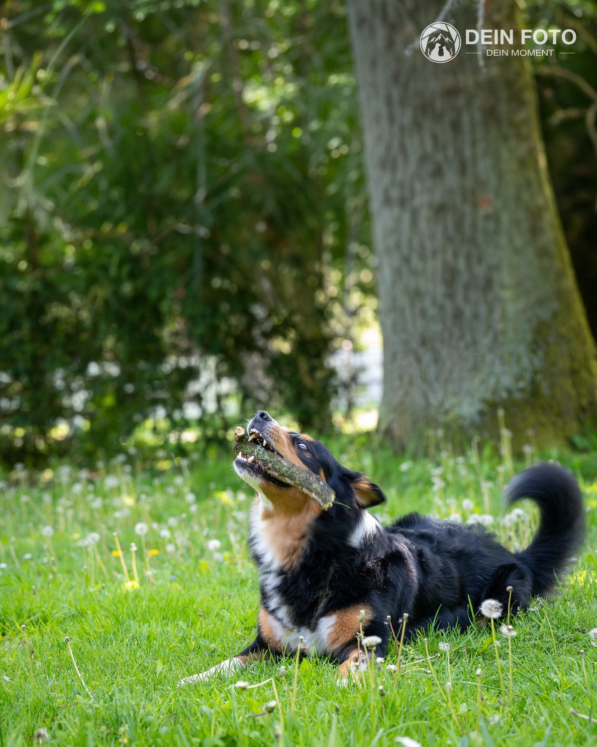 Australian-Shepherd-Mix - action Fotografie