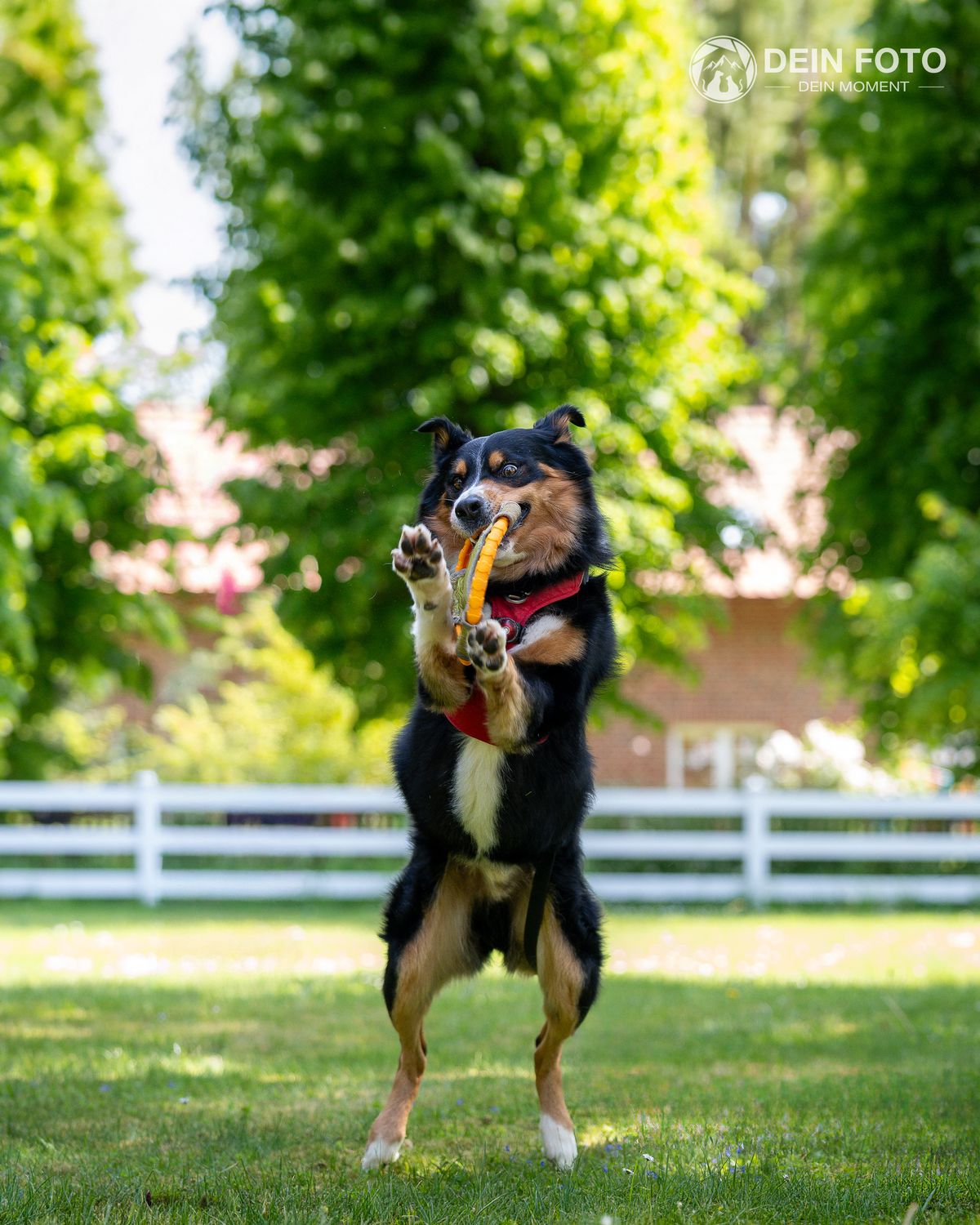 Australian-Shepherd-Mix - action Fotografie