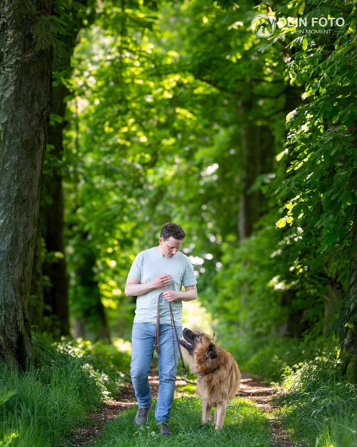 Australian-Shepherd-Mix - outdoor Fotografie
