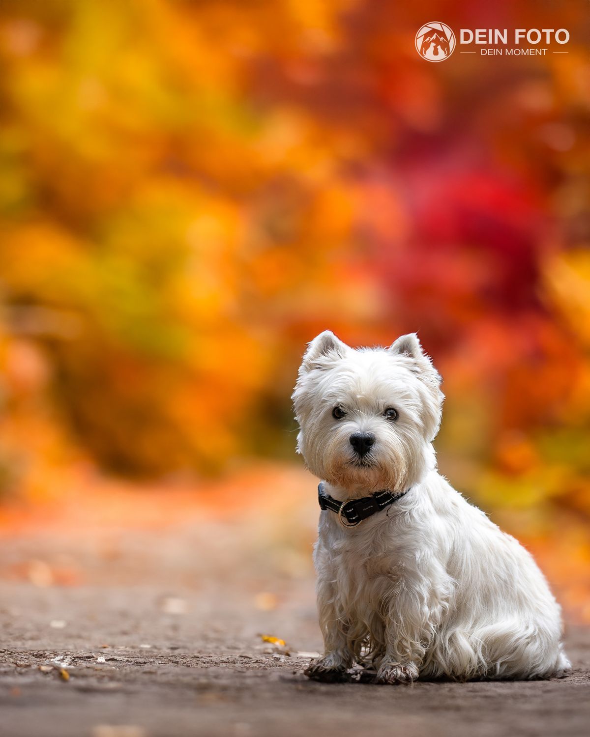 West-Highland-Terrier - outdoor Fotografie