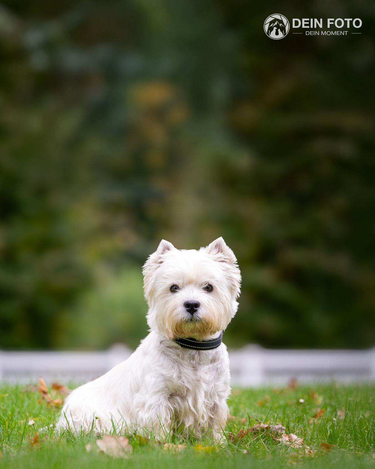 West-Highland-Terrier - portrait Fotografie