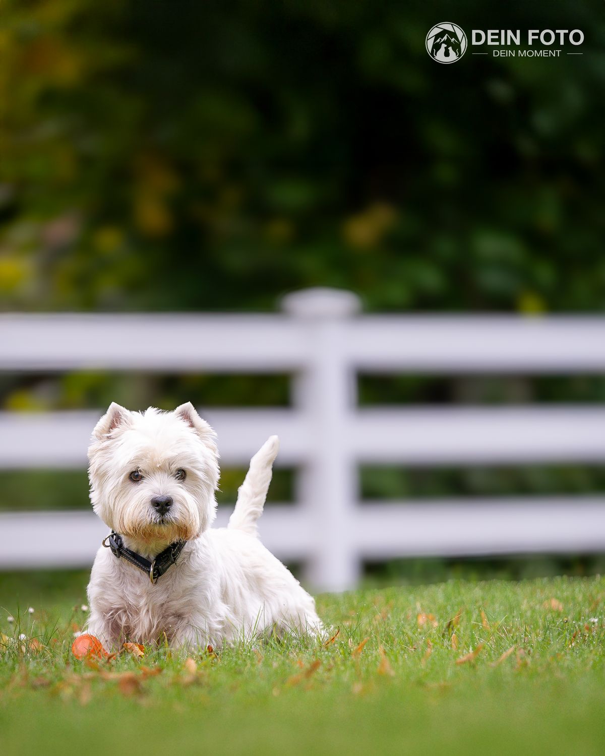 West-Highland-Terrier - outdoor Fotografie