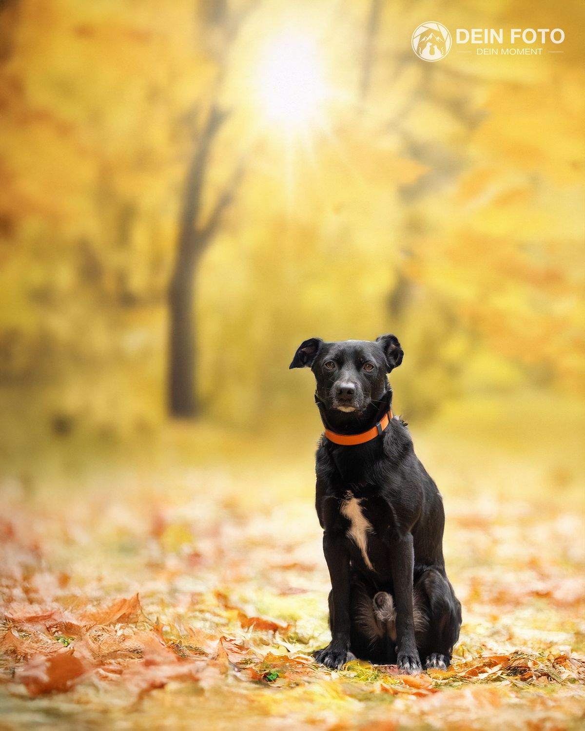 West-Highland-Terrier - portrait Fotografie