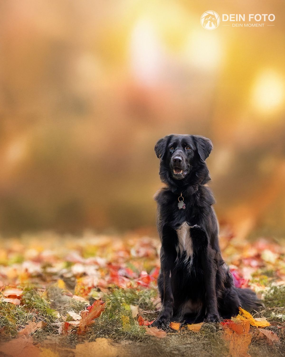 West-Highland-Terrier - outdoor Fotografie