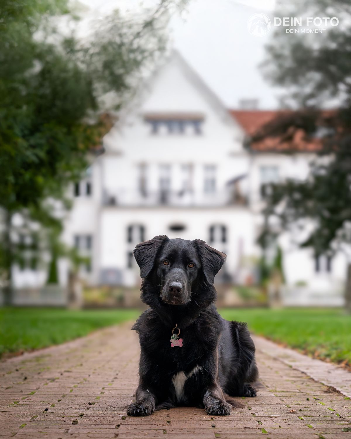 West-Highland-Terrier - portrait Fotografie