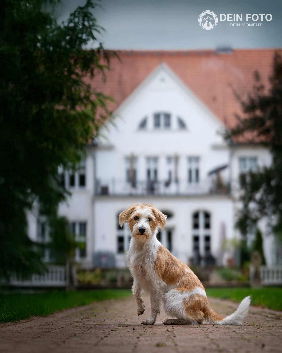 Doodle-Mix - portrait Fotografie