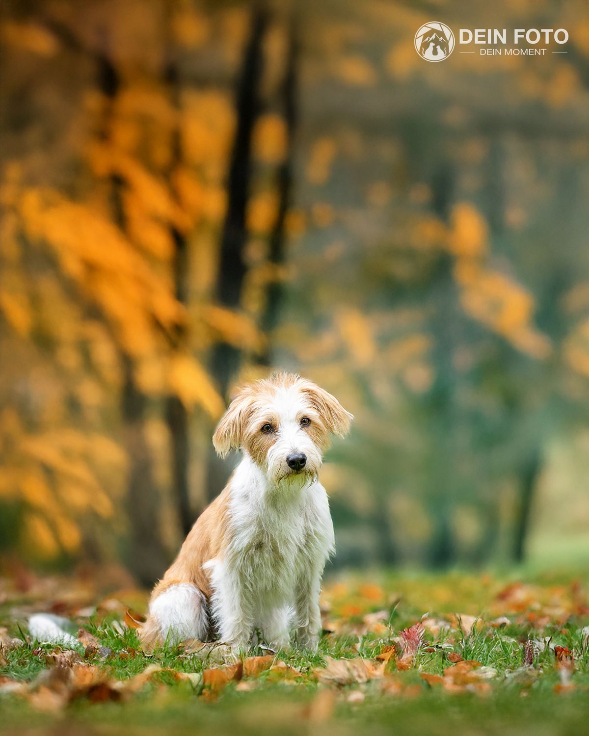 Doodle-Mix - outdoor Fotografie