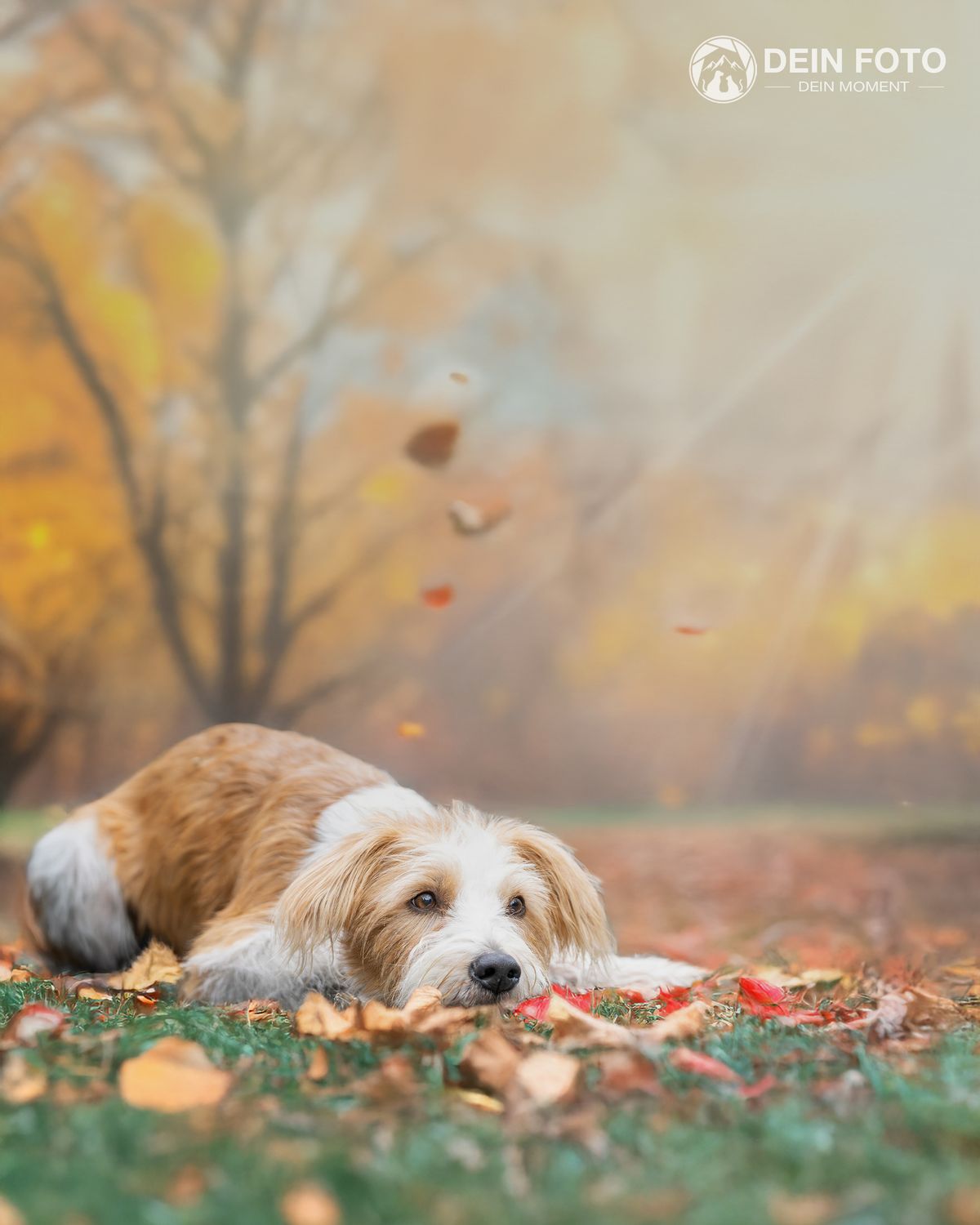 Doodle-Mix - portrait Fotografie