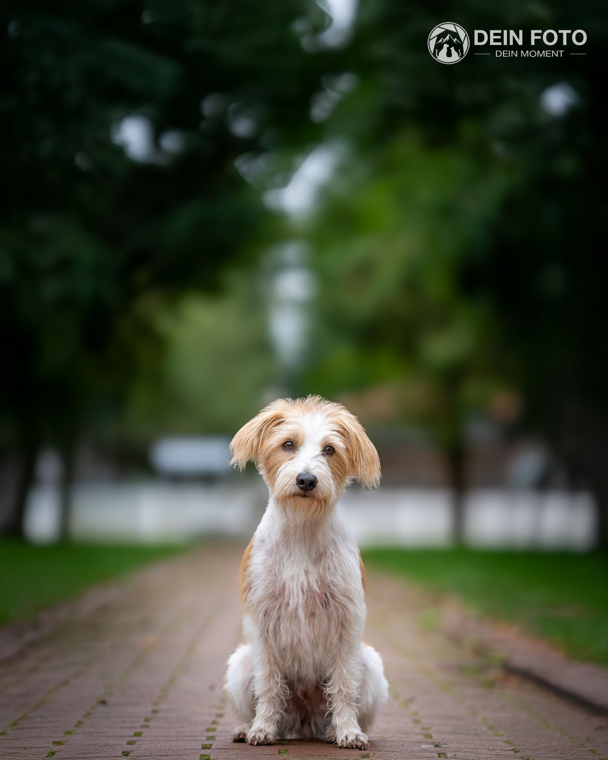 Doodle-Mix - outdoor Fotografie