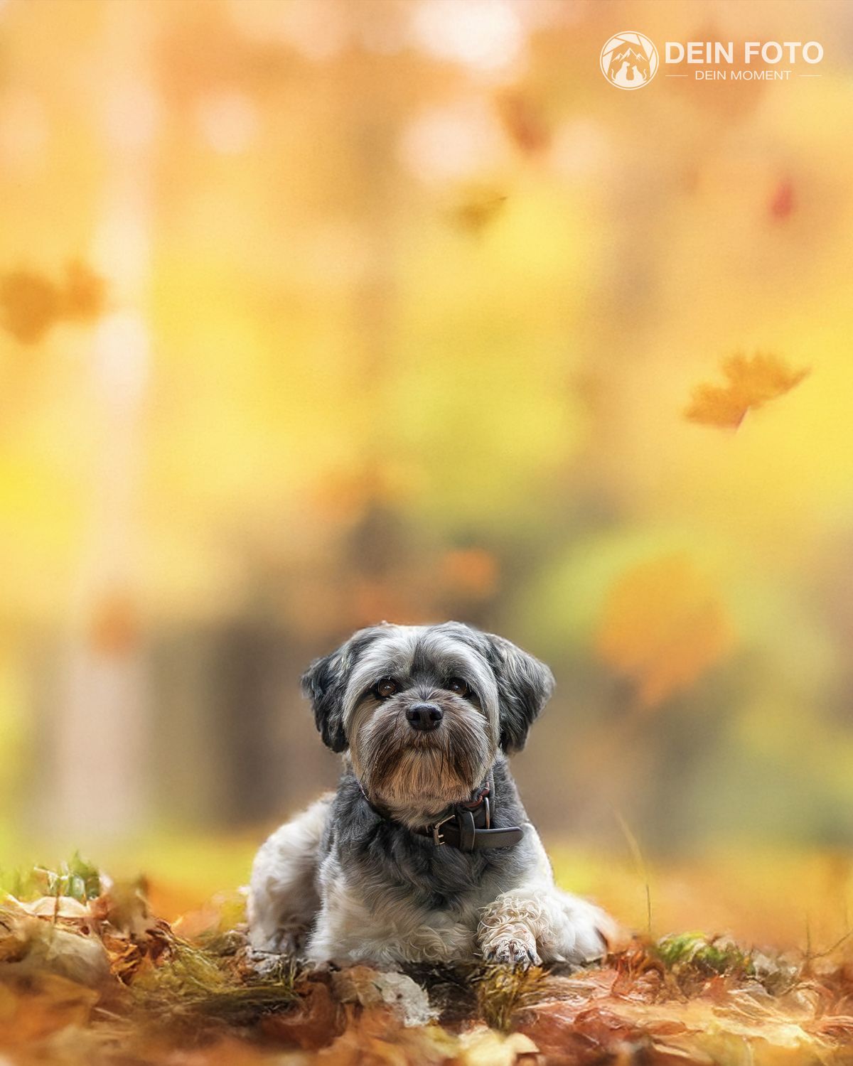 Doodle-Mix - outdoor Fotografie